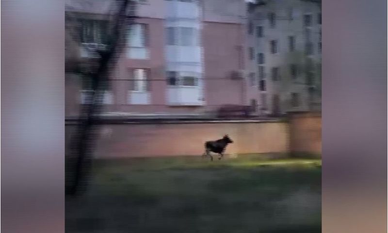 У жилого комплекса в черте Ярославля бегал лось: видео
