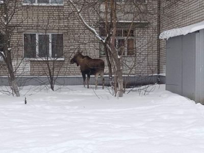 Огромный лось гуляет у многоэтажек в Ярославле: кадры