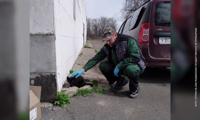 В Рыбинске на прививку от бешенства самостоятельно пришли две бездомные собаки и кошка