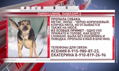 В Ярославле хозяева разыскивают собаку