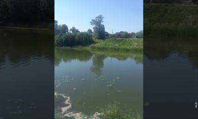 Река Нерль в Ярославской области покрылась масляной пленкой