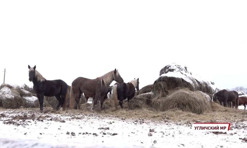 В Ярославской области выводят редкую породу лошадей «русские серебристые»