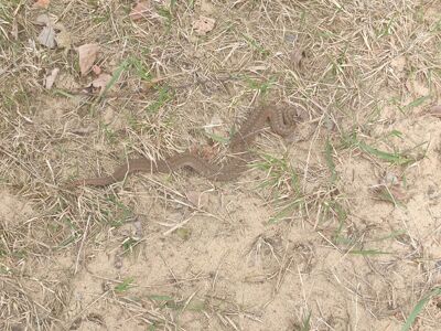 «Агрессивная»: жители региона нашли змей во дворе и на кустах