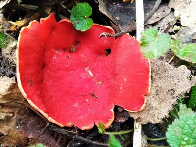 В ярославский лесах найден редкий гриб