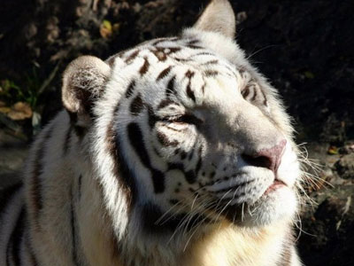 В Ярославль приехали белые тигры