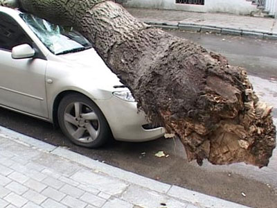 На автомобиль упало дерево