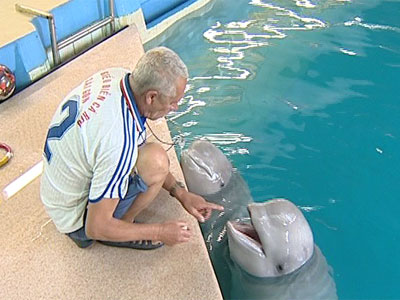 Ярославские дельфины