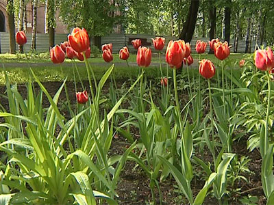 Купить Тюльпаны в мешковине цена ₽ экспресс доставка Томск