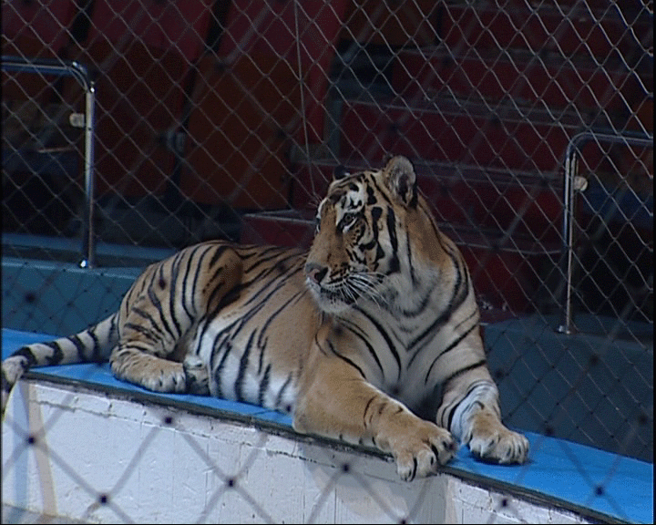 Экстрасенсы ищут тигренка в Ярославском цирке