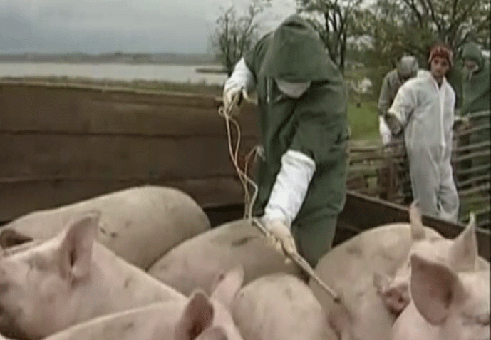 Африканская чума свиней отступает