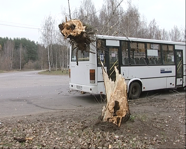 На 83 автобус упала старая осина