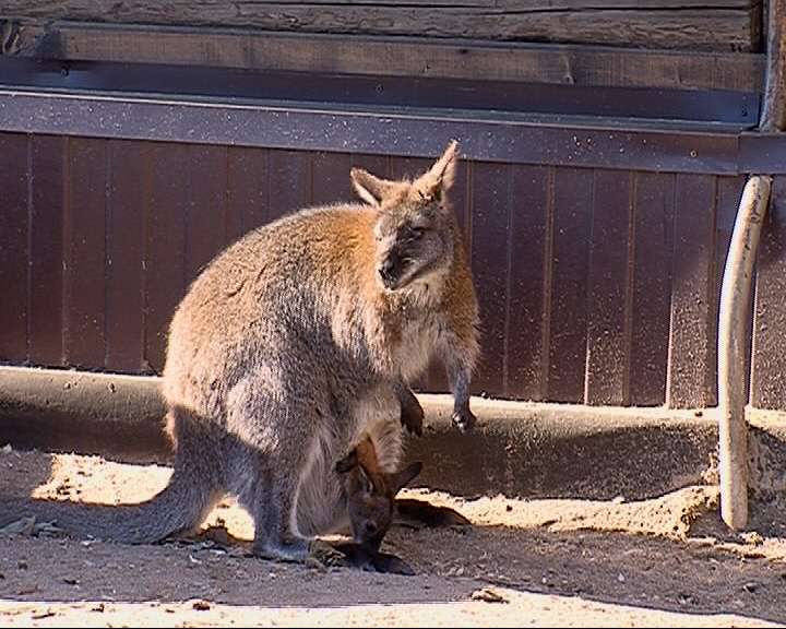 Впервые на публику кенгуру Бенетта показала своего детеныша
