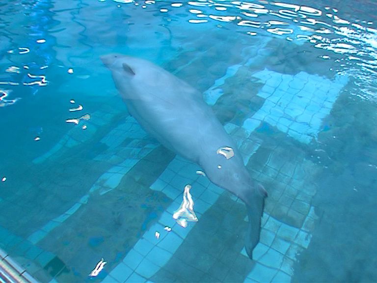 В Ярославском дельфинарии появился новый 