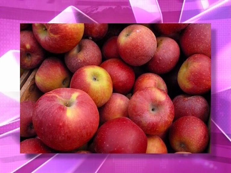 В Ярославле реализовано около 20 тонн подкарантинных яблок