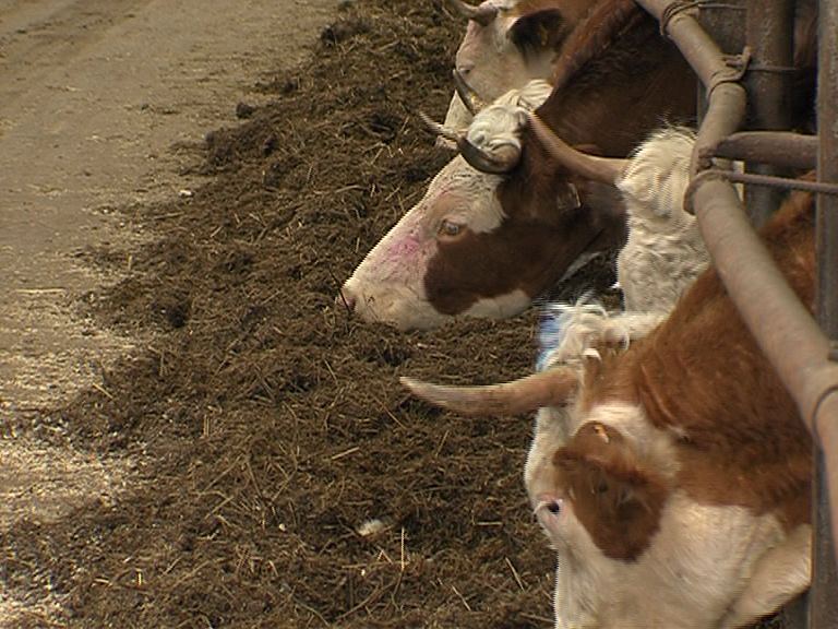 Приставы в Любимском районе арестовали 647 коров