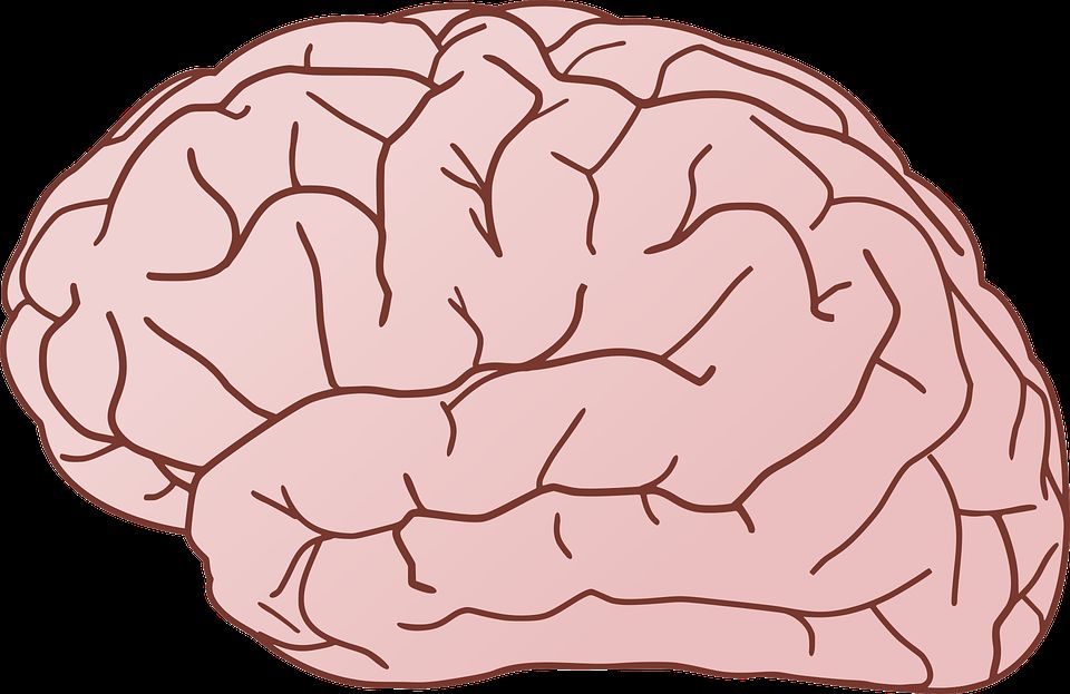 Картинки для мозга взрослому. Мозг рисунок. Мозг картинка. Мозг в голове.