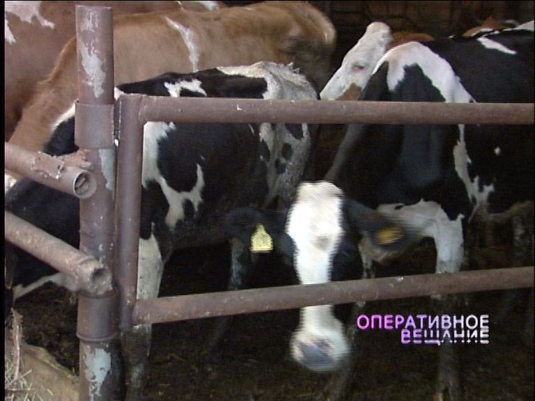Приставы арестовали коров сельхозпредприятия «Курба»