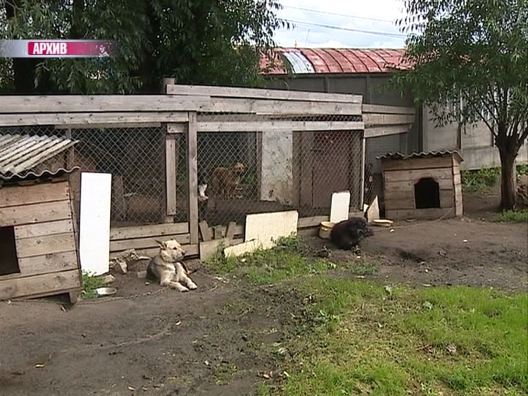 Ярославские волонтеры просят помочь бездомным животным