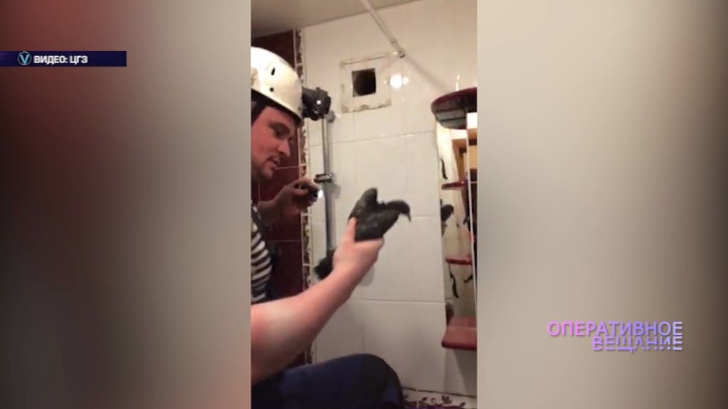 ВИДЕО: Спасатели из вентиляционной трубы достали голубя