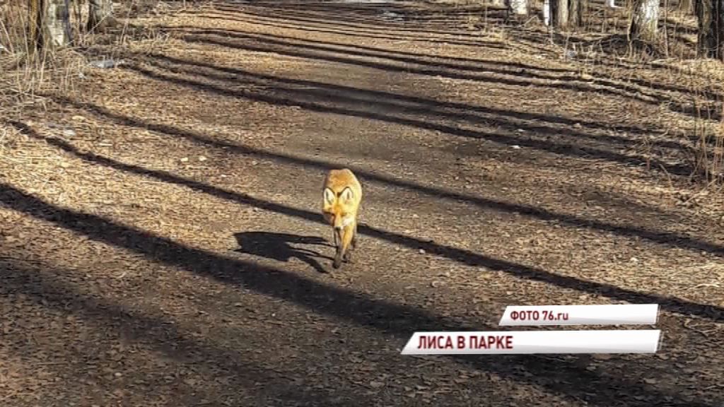 По ярославскому парку прогуливается дикая лиса