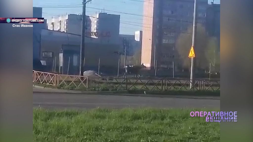 Вместо трамвая: лось пробежался по путям в Дзержинском районе