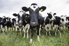 Более трех тысяч коров оказались под арестом