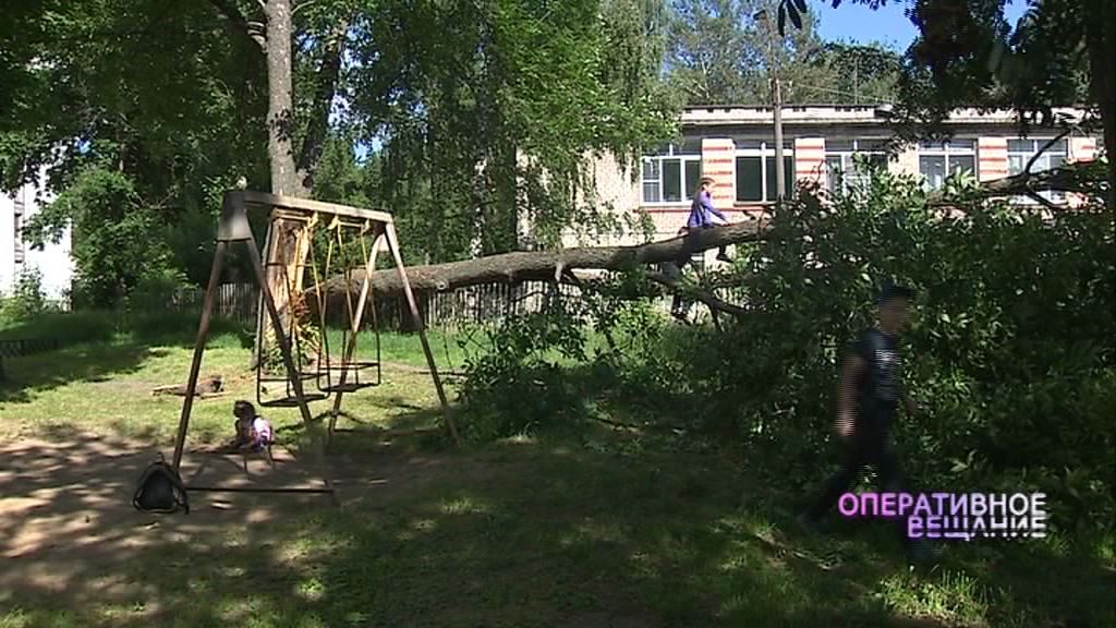 Огромное дерево рухнуло на детскую площадку в Ярославле