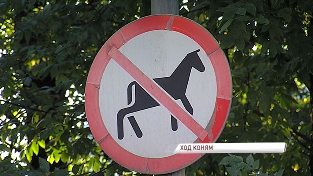 Конный бизнес в Ярославле: В мэрии назвали пять разрешенных мест для катания детей на лошадях
