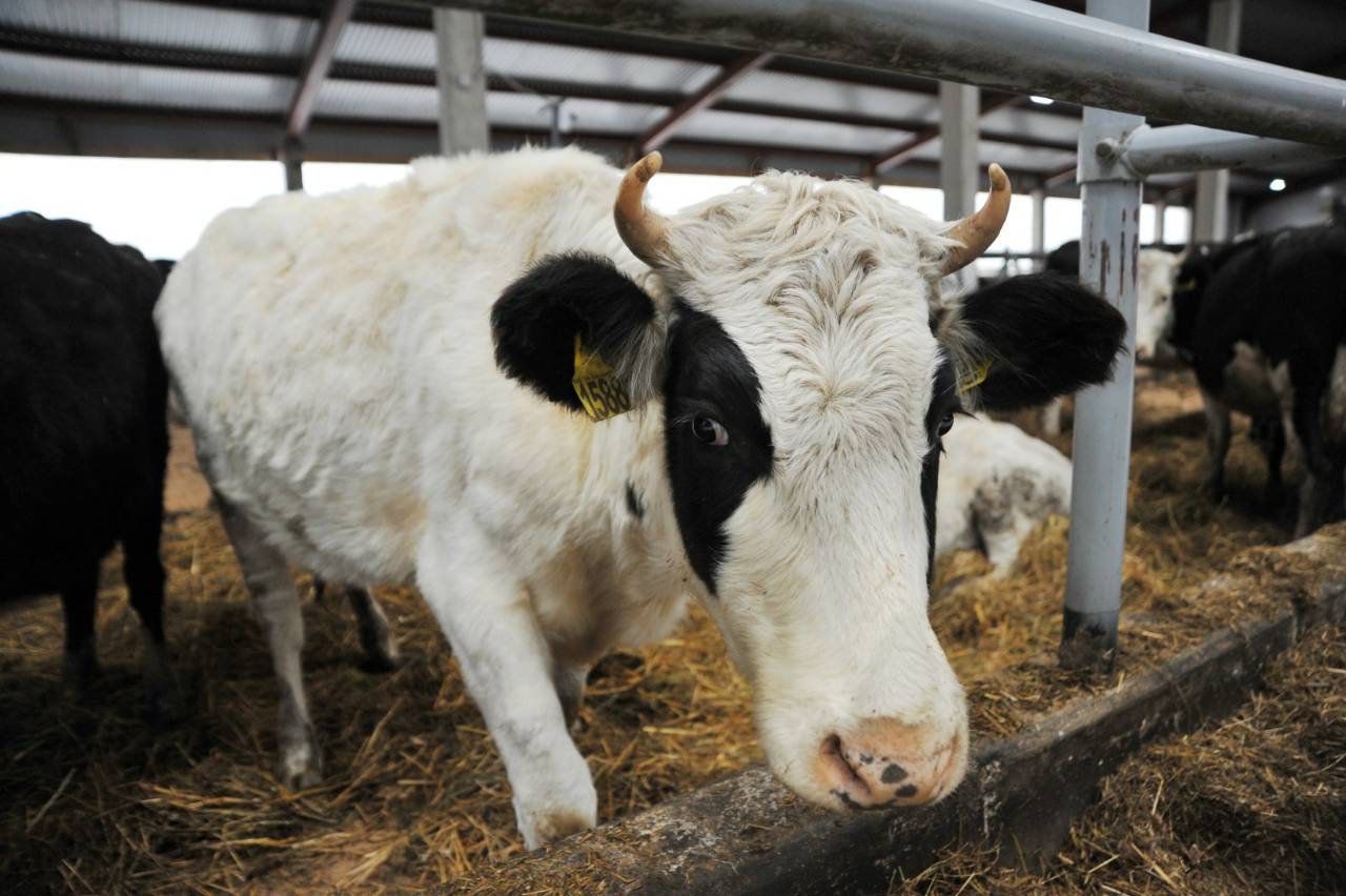 В новой ферме в Угличском районе коров будет ждать бережное и бесстрессовое содержание