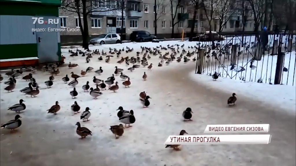 Утиная атака: десятки птиц прогулялись по улицам Рыбинска