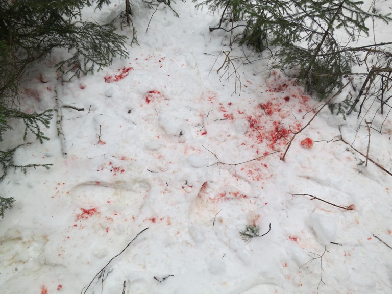 В Мышкинском районе браконьер пытался вывезти тушу лося на санках