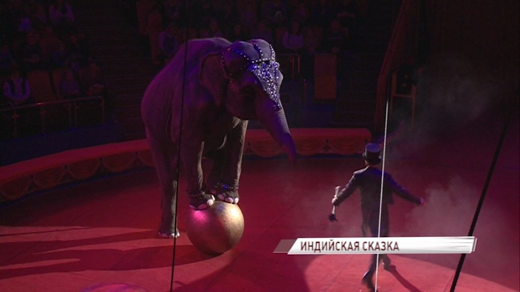 На арене ярославского цирка можно увидеть уникальные трюки в исполнении квартета слонов и малыша ягуара