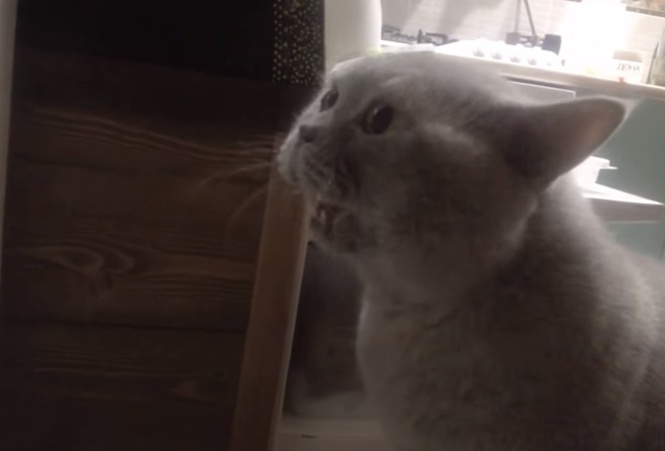 ВИДЕО: Говорящий кот просит «Открыть дверь» | Первый ярославский телеканал