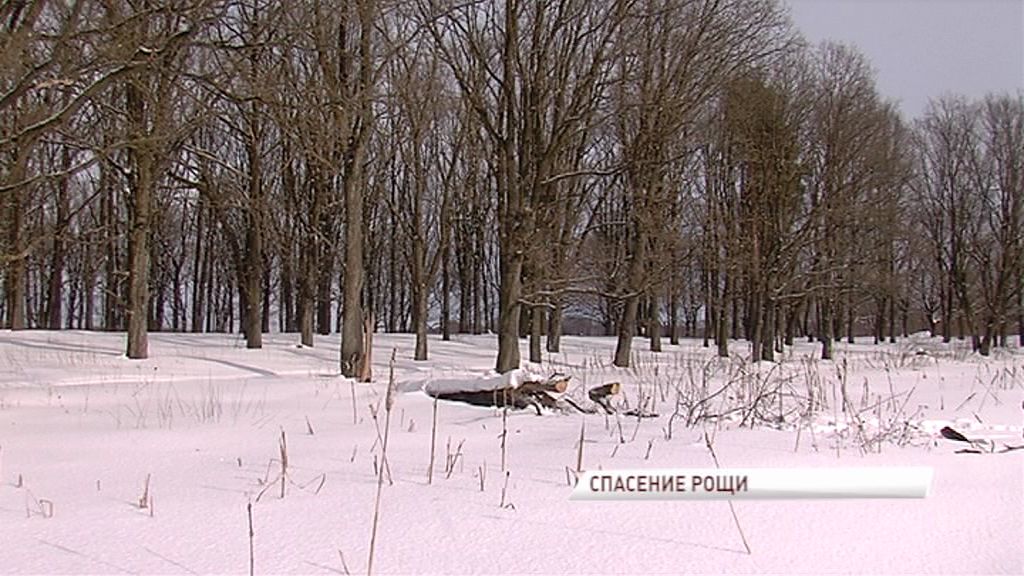 Защитники природы бьют тревогу: утечка стоков убивает уникальную дубраву в Михайловском поселке