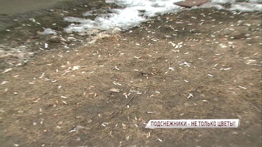 Весна – время «подснежников»: сколько мусора оставили ярославцы под снегом зимой