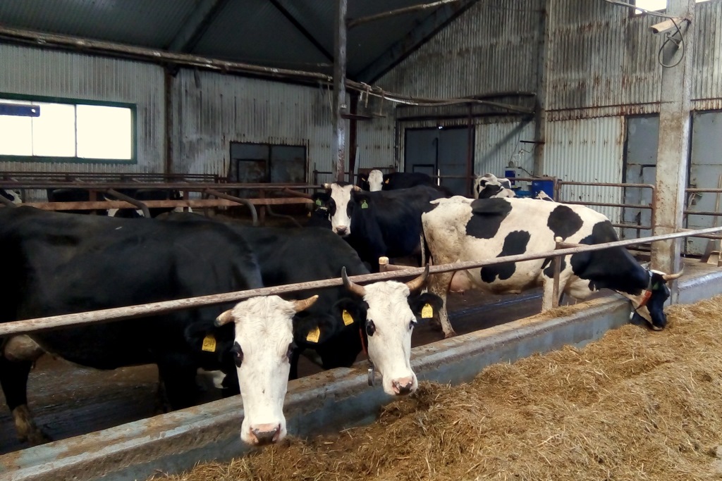Молока хватит всем: в Ярославском районе появится молочно-товарная ферма на 2000 голов