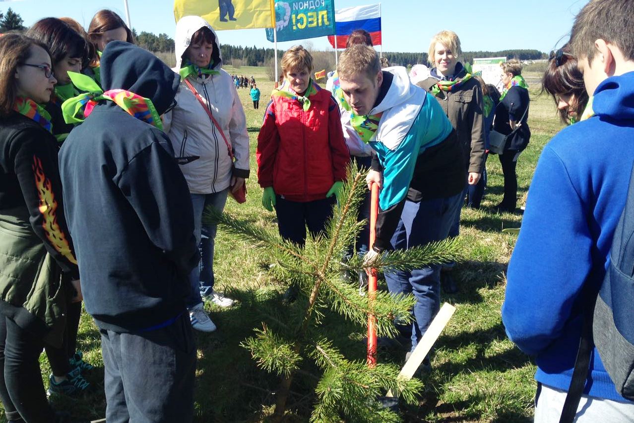 Более тысячи жителей Даниловского района высадили новый сосновый бор
