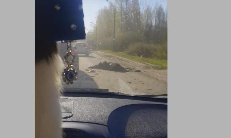 В Рыбинске маршрутка сбила насмерть лося