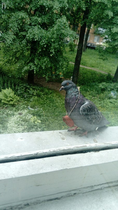 ФОТО: В Ярославле летает голубь с «наградой» на шее