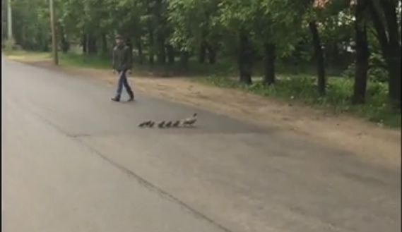ВИДЕО: Водители в Брагине остановились, чтобы перевести утиную семью через дорогу