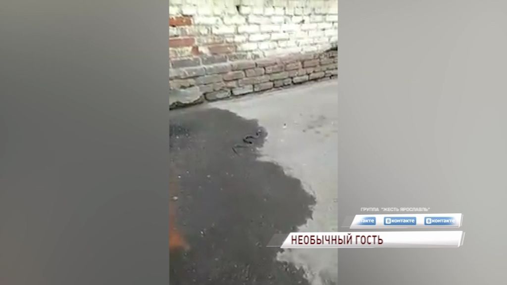 Жителей Ярославля напугала змея, выползшая на улицу Некрасова