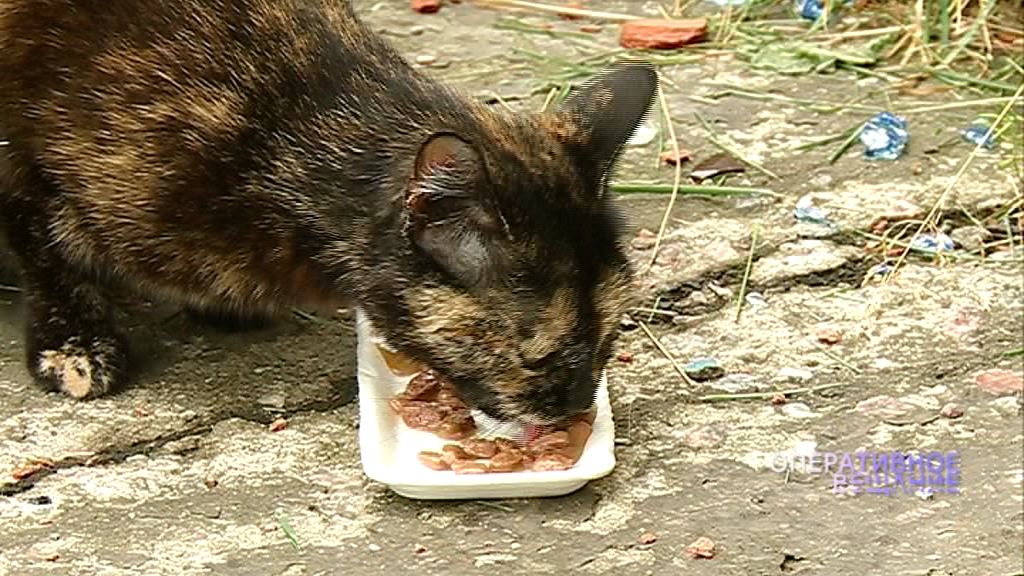 В подвале в Дзержинском районе ТСЖ «замуровало» кошек: жители требуют снять решетки