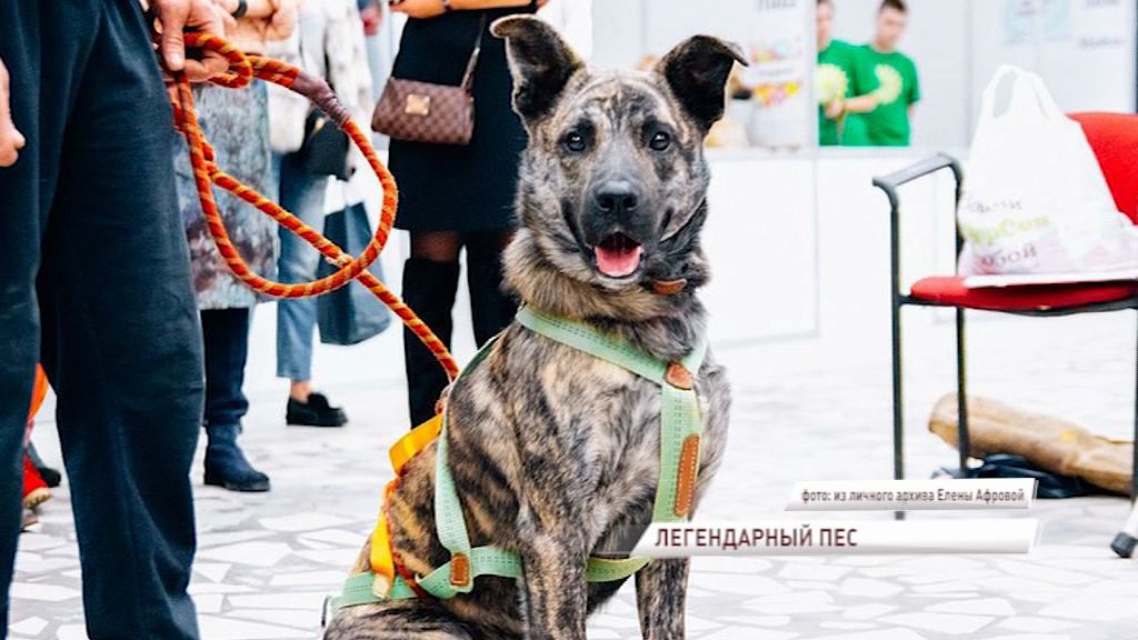 Cкульптура-копилка собаки появится в Данилове