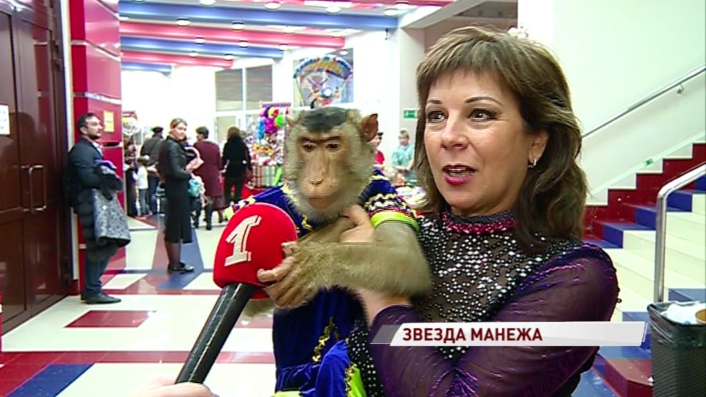 В цирке выступает особенная обезьяна, которую дрессировщик называет вундеркиндом