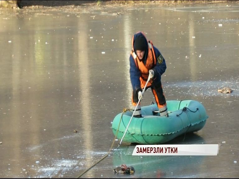 В Ярославле появились первые жертвы холодов: погибли утки в парке «Нефтяник»