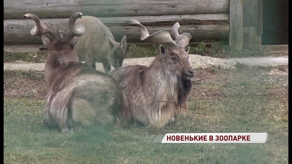 В Ярославский зоопарк прилетели винторогий козел и маленький кенгуренок
