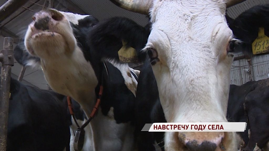 На специальном совещании обсудили способы сохранения породы коров ярославской породы