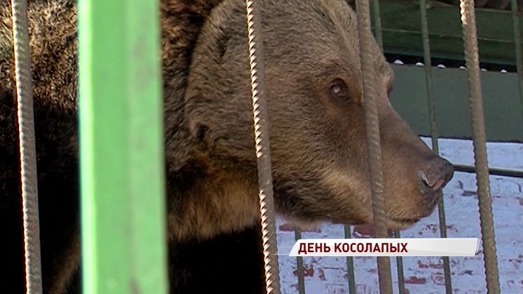 «Профессиональный праздник» ярославского символа: в России отмечают День медведя