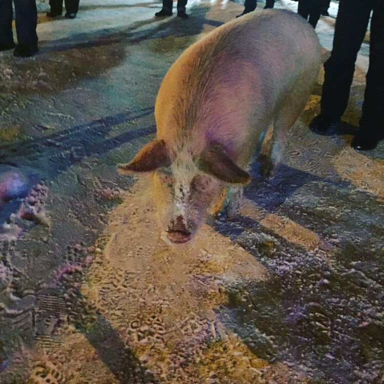 В районе Дядьково гуляла замерзшая свинья