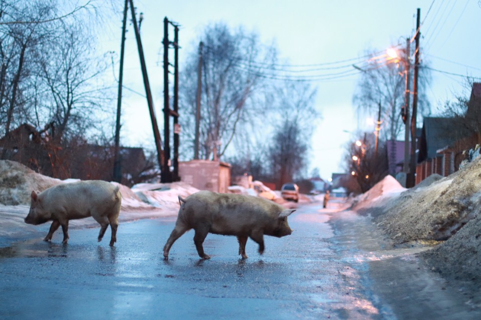 По Ярославлю разгуливала пара свиней